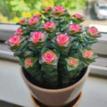 Live Succulent – Crassula 'Baby Necklace' – Lucky Rose - Shaped Spiral Succulent, Easy to Grow, Perfect 2” Potted Gift for Home or Garden Decor