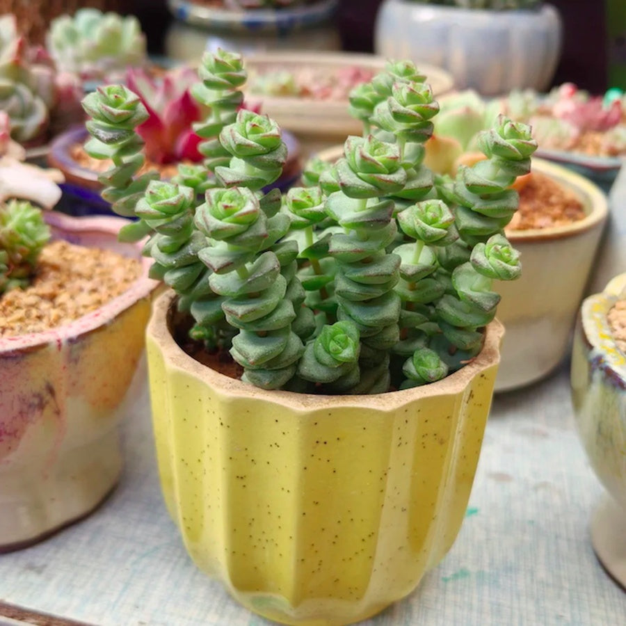 Live Succulent – Crassula 'Baby Necklace' – Lucky Rose - Shaped Spiral Succulent, Easy to Grow, Perfect 2” Potted Gift for Home or Garden Decor