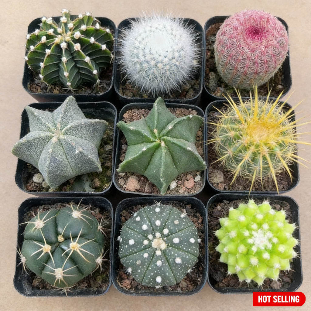 1 set of small cactus combination (1 set of 8 kinds of cacti are shipped randomly) succulent potted plants, succulent cactus plants, suitable for decorating your desktop and giving gifts, ideal gifts for green plant lovers