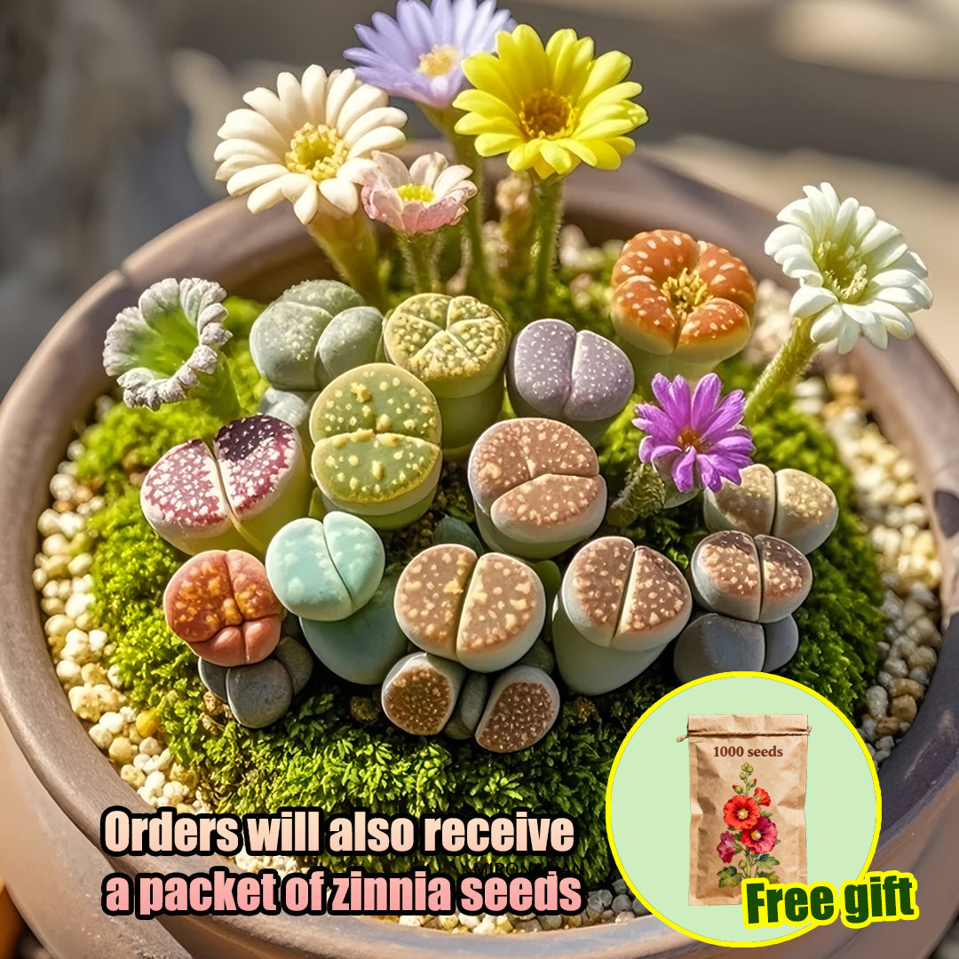 8-10 small living rock plants and 1 packet of flower seeds. Low-maintenance plants, easy to care for. Planted in 3.5-inch pots, no need to worry about watering. Super drought-tolerant \