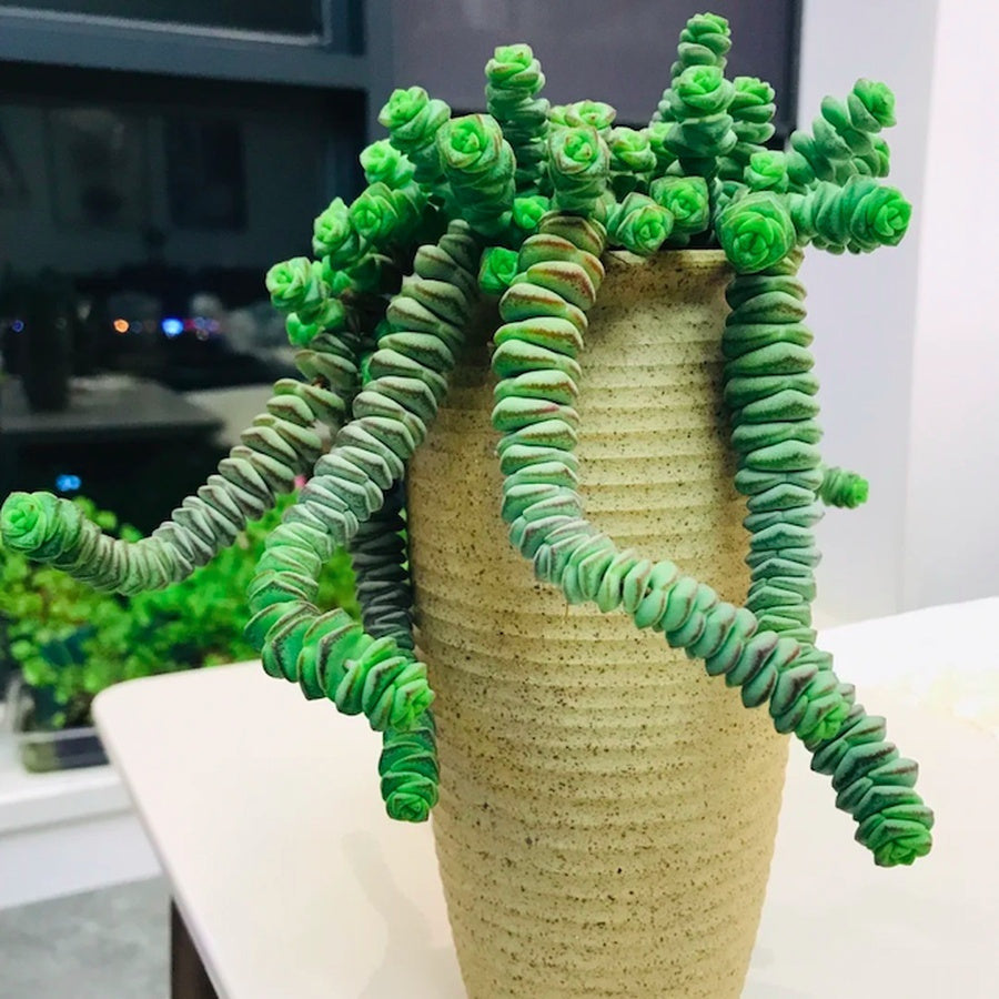 Live Succulent – Crassula 'Baby Necklace' – Lucky Rose - Shaped Spiral Succulent, Easy to Grow, Perfect 2” Potted Gift for Home or Garden Decor