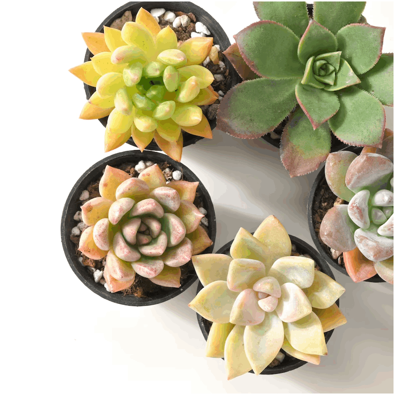 7-Pack Succulent Plants in 2\