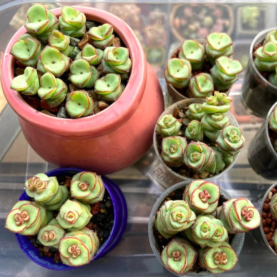 Live Succulent – Crassula 'Baby Necklace' – Lucky Rose - Shaped Spiral Succulent, Easy to Grow, Perfect 2” Potted Gift for Home or Garden Decor