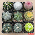 1 set of small cactus combination (1 set of 8 kinds of cacti are shipped randomly) succulent potted plants, succulent cactus plants, suitable for decorating your desktop and giving gifts, ideal gifts for green plant lovers