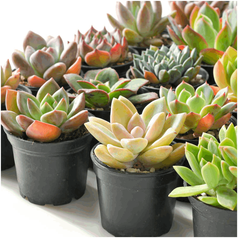7-Pack Succulent Plants in 2\