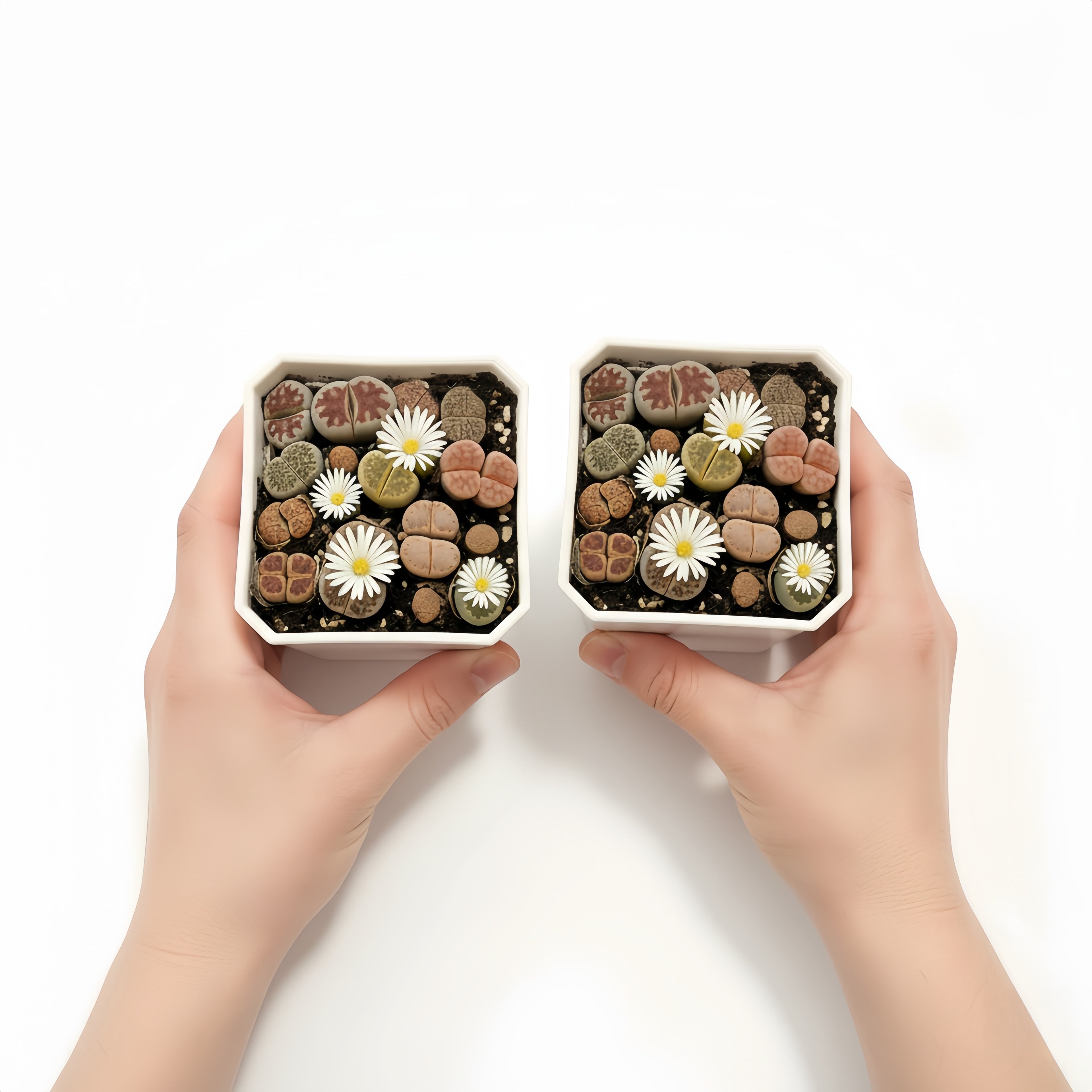 8-10 small living rock plants and 1 packet of flower seeds. Low-maintenance plants, easy to care for. Planted in 3.5-inch pots, no need to worry about watering. Super drought-tolerant \