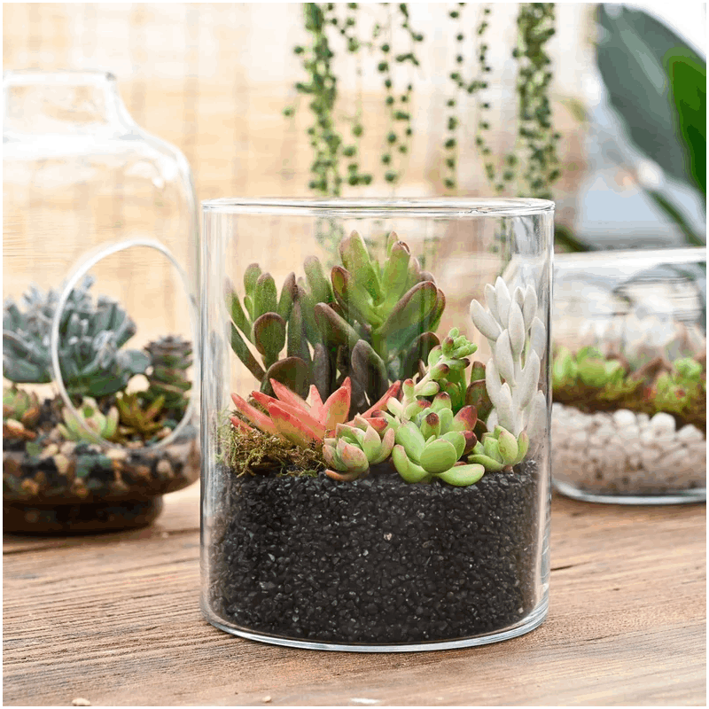 7-Pack Succulent Plants in 2\