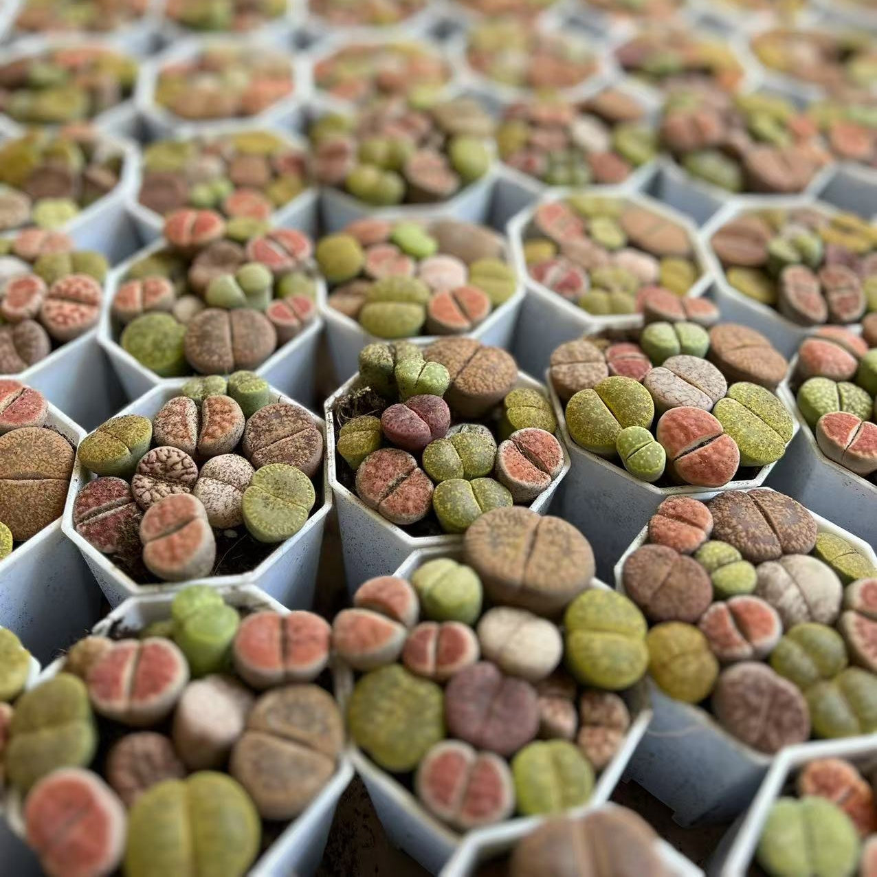 8-10 small living rock plants and 1 packet of flower seeds. Low-maintenance plants, easy to care for. Planted in 3.5-inch pots, no need to worry about watering. Super drought-tolerant \