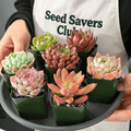 7-Pack Succulent Plants in 2\