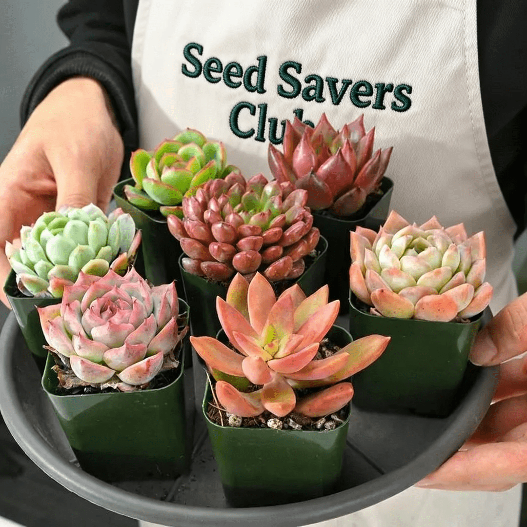 7-Pack Succulent Plants in 2\