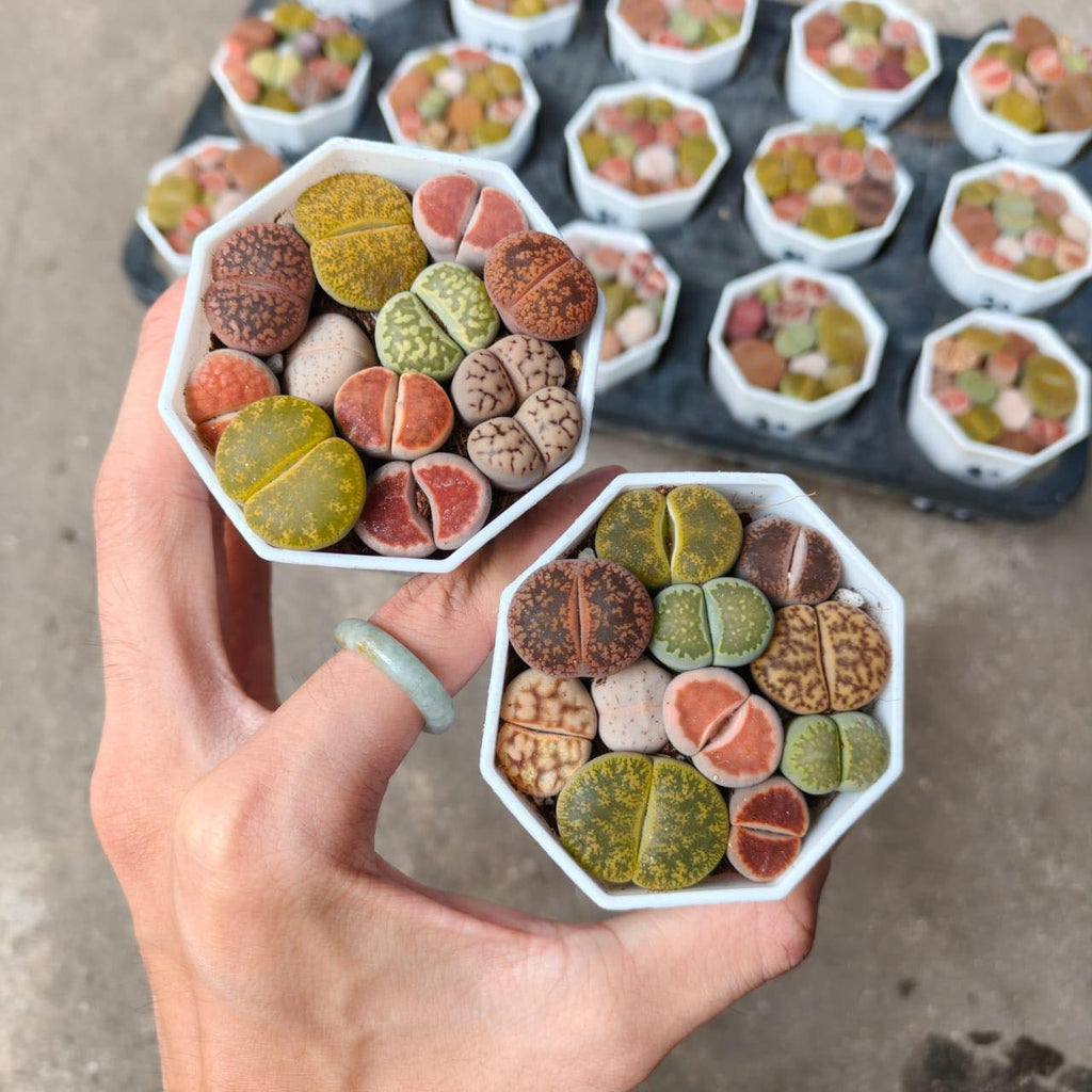 8-10 small living rock plants and 1 packet of flower seeds. Low-maintenance plants, easy to care for. Planted in 3.5-inch pots, no need to worry about watering. Super drought-tolerant \