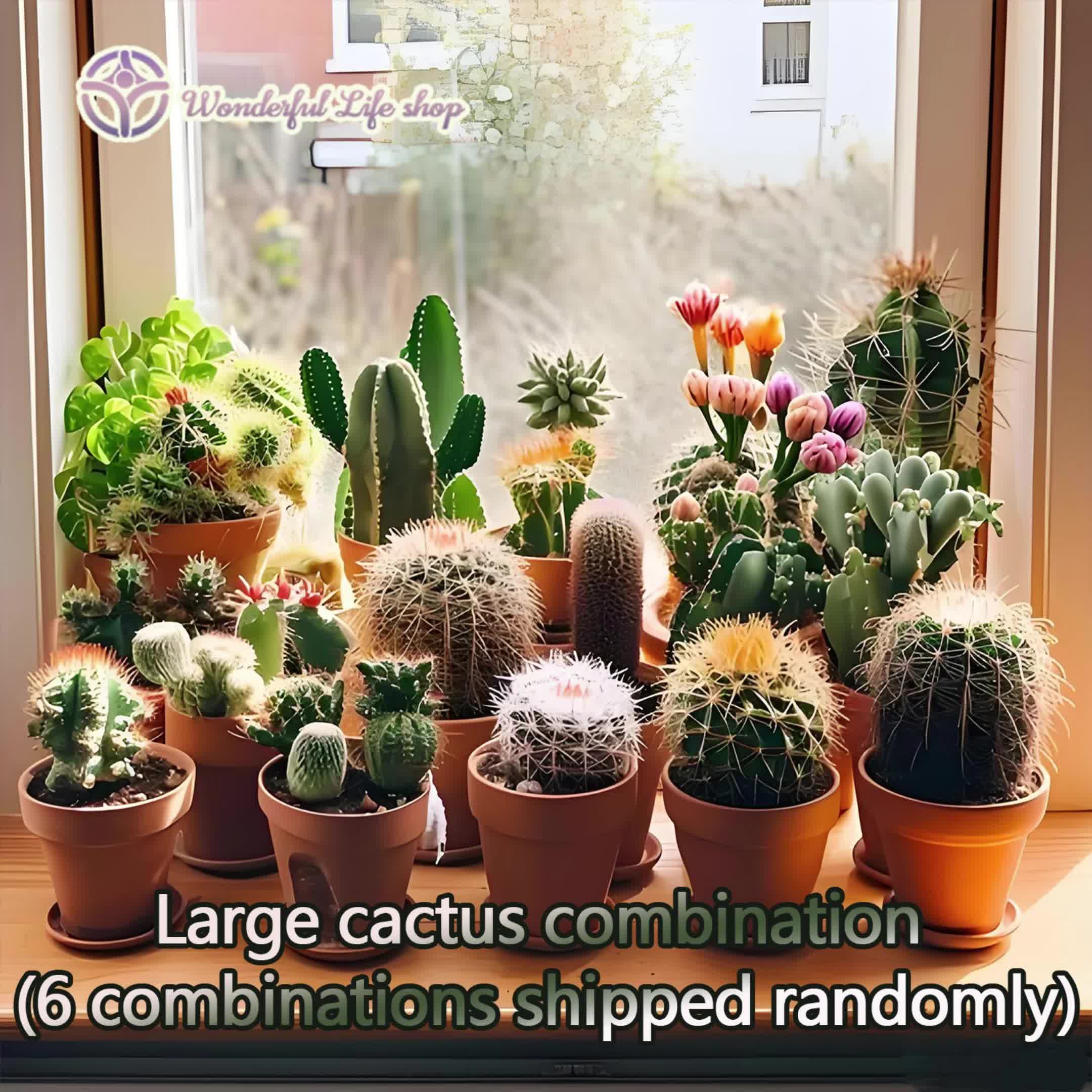 1 set of small cactus combination (1 set of 8 kinds of cacti are shipped randomly) succulent potted plants, succulent cactus plants, suitable for decorating your desktop and giving gifts, ideal gifts for green plant lovers