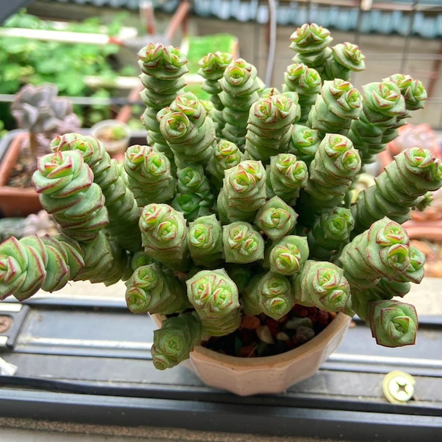 Live Succulent – Crassula 'Baby Necklace' – Lucky Rose - Shaped Spiral Succulent, Easy to Grow, Perfect 2” Potted Gift for Home or Garden Decor