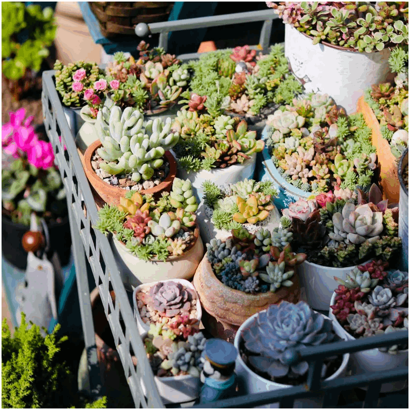 7-Pack Succulent Plants in 2\