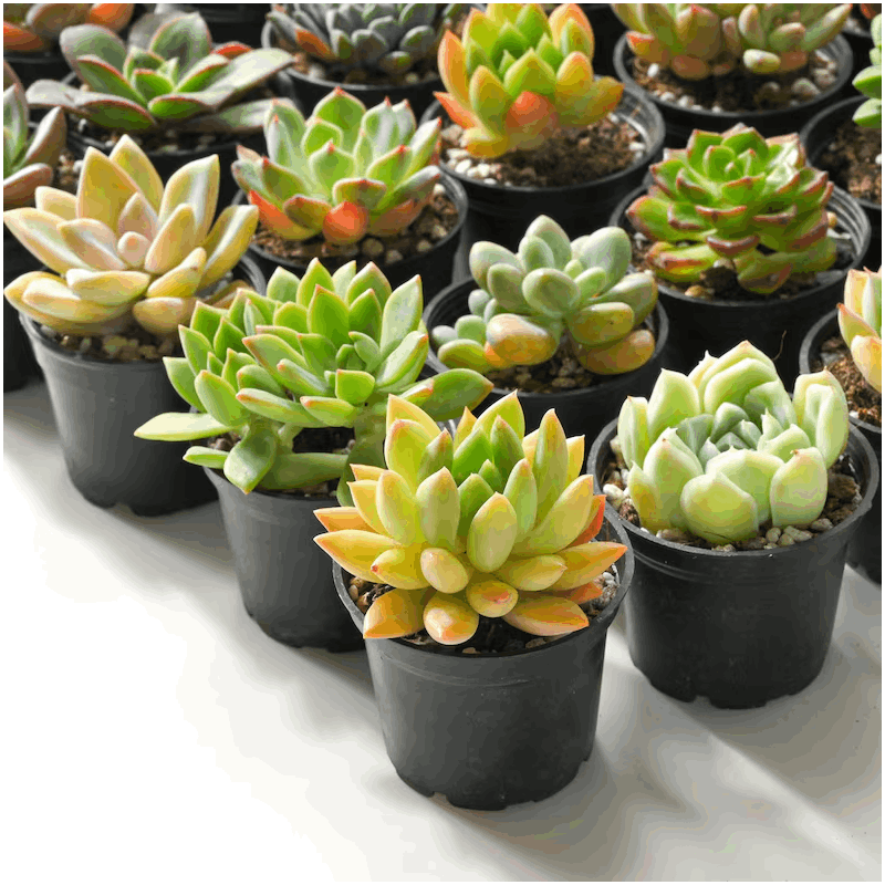 7-Pack Succulent Plants in 2\