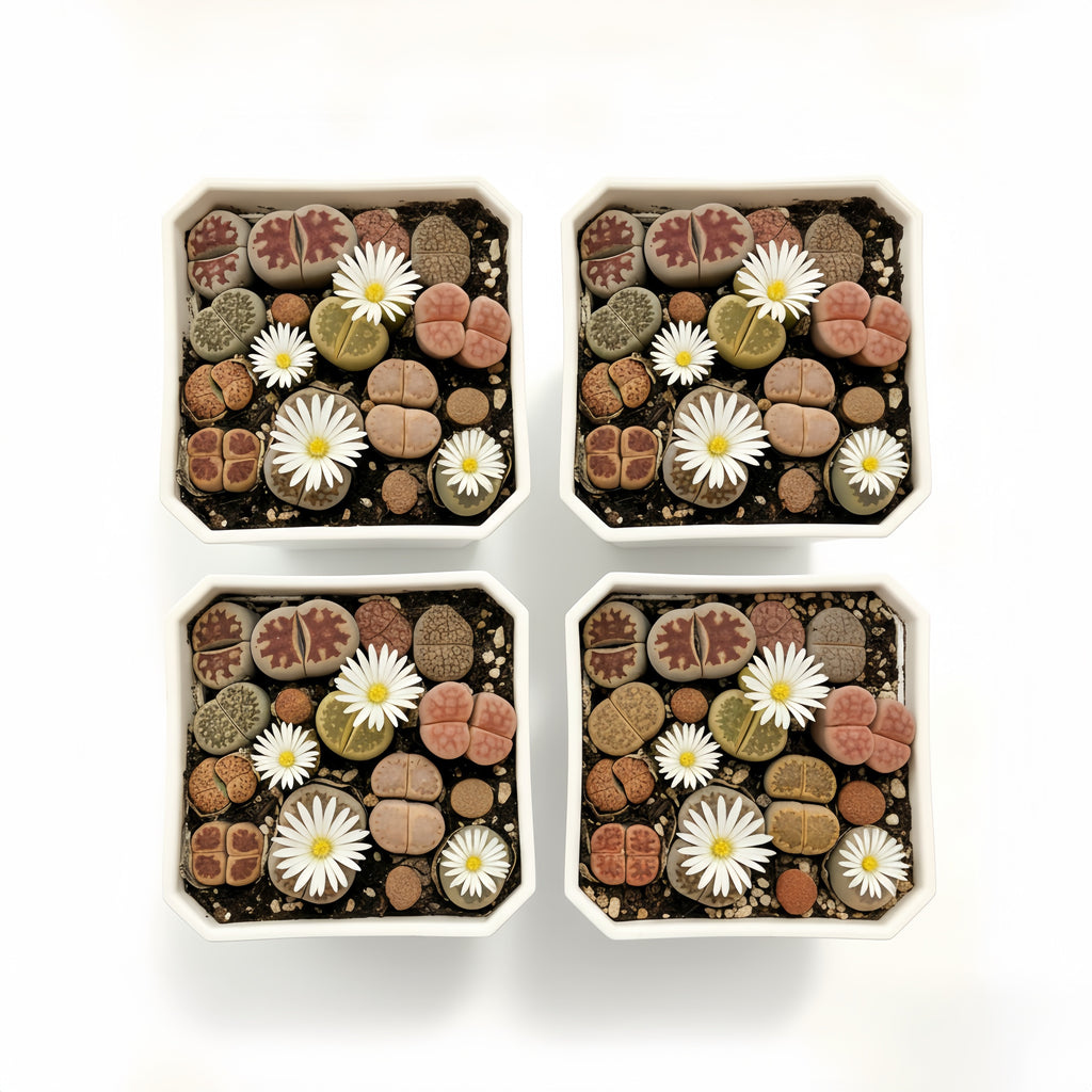 8-10 small living rock plants and 1 packet of flower seeds. Low-maintenance plants, easy to care for. Planted in 3.5-inch pots, no need to worry about watering. Super drought-tolerant \